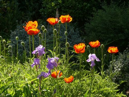 罂粟，花，春天，橙色，花园，盛开，草地