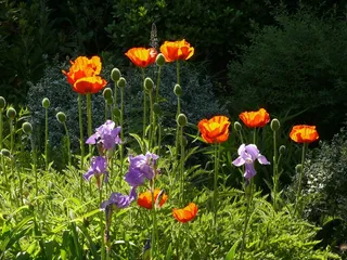 罂粟，花，春天，橙色，花园，盛开，草地