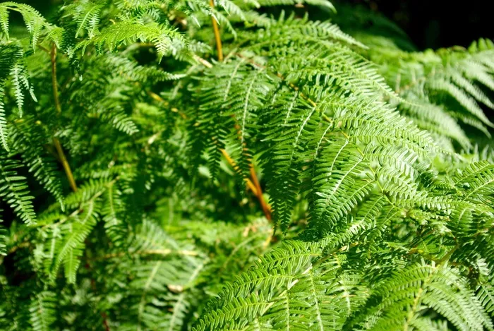 蕨类，植物，郁郁葱葱，绿色，植被，植物群，植物学