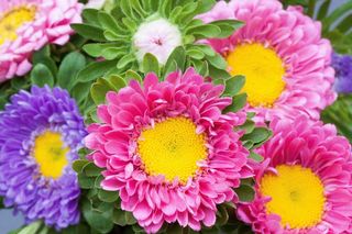 紫苑，秋季，花园，自然，鲜花，开花，盛开