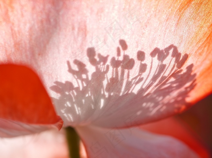 沙宾罂粟,绘画,罂栗花,郁金香花,康奶馨,花瓣内的雌蕊的阴影