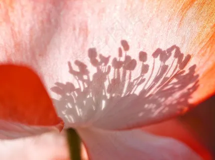 沙宾罂粟,绘画,罂栗花,郁金香花,康奶馨,花瓣内的雌蕊的阴影 沙宾罂粟,绘画,罂栗花,郁金香花,康奶馨,花瓣内的雌蕊的阴影