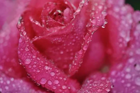 玫瑰,粉红色,花,自然,花的,花园,夏天 玫瑰,粉红色,花,自然,花的,花园,夏天