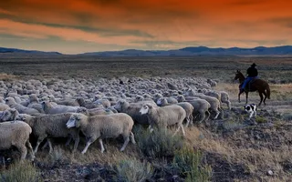 爱达荷州，放牧，羊，文家，马，狗，天空，云团