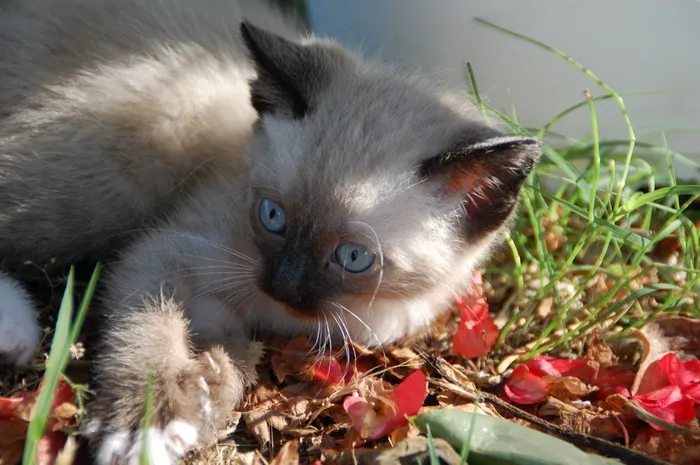 猫，小猫，动物
