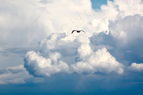 鸟，飞行，云，飞，天空，蓝天白云