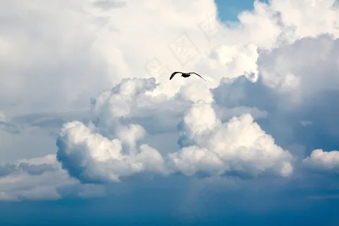 鸟,飞行,云,飞,天空,蓝天白云 鸟,飞行,云,飞,天空,蓝天白云