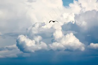 鸟，飞行，云，飞，天空，蓝天白云