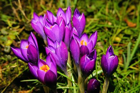 花，开花，番红花，冬天，紫色，植物