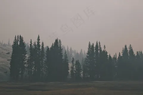 森林,小山,自然,户外,树,景观,谷 森林,小山,自然,户外,树,景观,谷