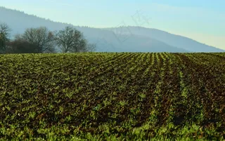 耕种，阿克富根，农业，地球，自然