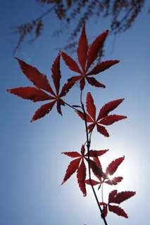 红叶,枫,阳光,简单,部分,天空 红叶,枫,阳光,简单,部分,天空