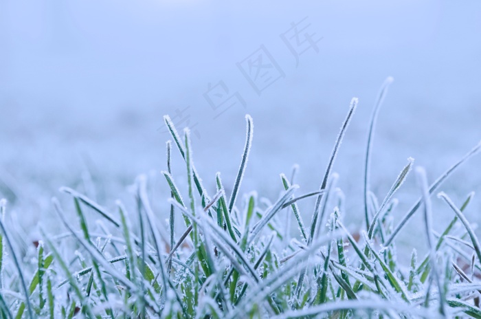 冬季，雪，四季，自然，宏，冻结，白