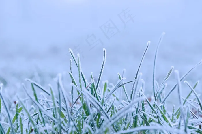 冬季，雪，四季，自然，宏，冻结，白