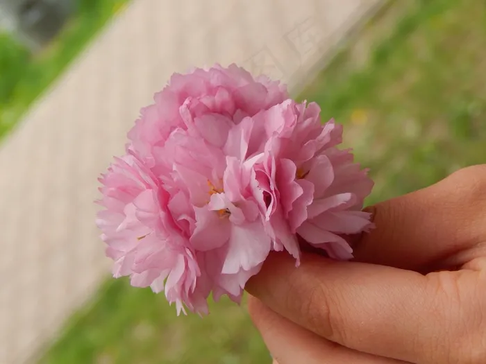 手，鲜花，粉红色，春天
