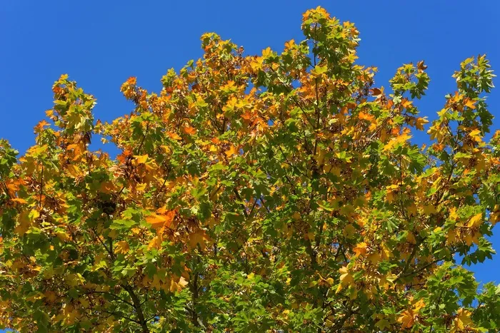 树，叶子，枫，秋，华美，性质，分支机构