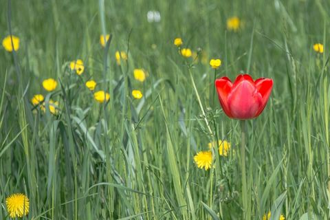 郁金香，开花，春，花，红色，植物