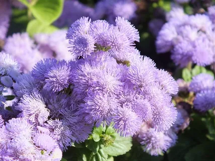 ger香蓟,鲜花,丁香,园林花卉 ger香蓟,鲜花,丁香,园林花卉