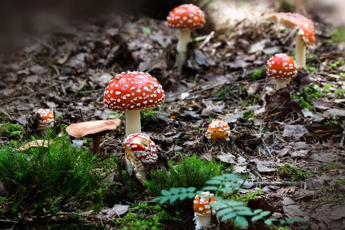 娃，伞形毒蕈，蘑菇，帽子，红色