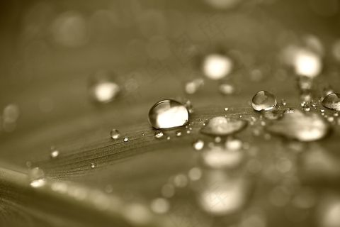 滴，水滴，水，罗莎，雨滴