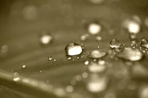 滴,水滴,水,罗莎,雨滴 滴,水滴,水,罗莎,雨滴