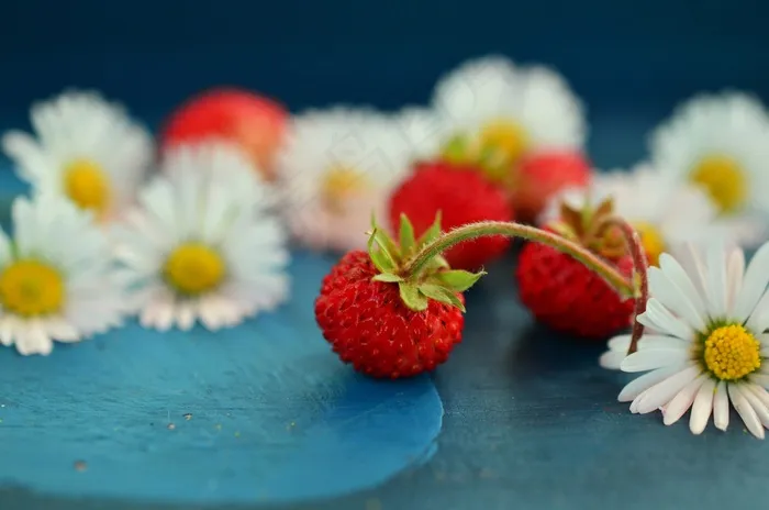草莓，野草莓，雏菊，静物