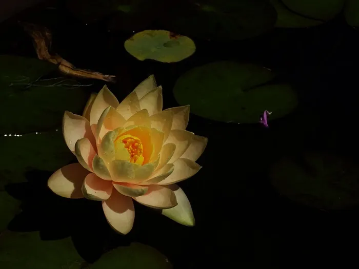 睡莲，莲花，风筝，水，鲜花，湖泊，河