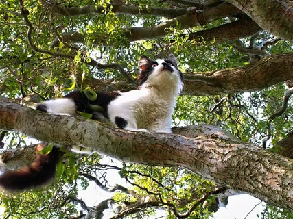 猫，动物，小猫