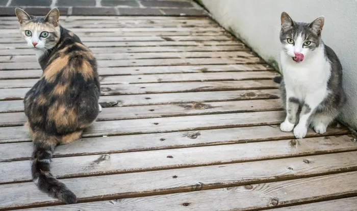 猫科动物，舌头，动物，家养，可爱，毛皮