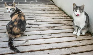 猫科动物，舌头，动物，家养，可爱，毛皮