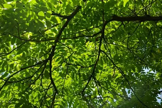 道路，树叶，绿色，背光