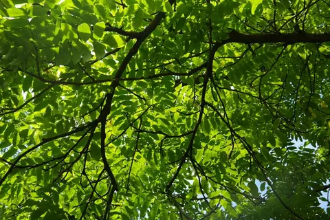 道路,树叶,绿色,背光 道路,树叶,绿色,背光