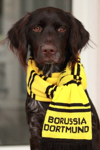 SmallMünsterländer，Bvb，多特蒙德足球俱乐部，足球