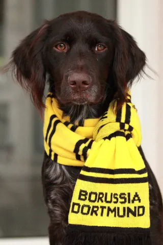 SmallMünsterländer，Bvb，多特蒙德足球俱乐部，足球
