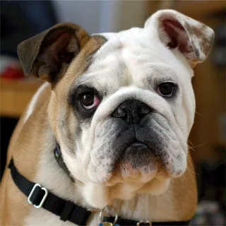 英国斗牛犬,斗牛犬,犬,狗,可爱 英国斗牛犬,斗牛犬,犬,狗,可爱