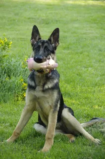 德国牧羊犬,狗,年轻,动物 德国牧羊犬,狗,年轻,动物