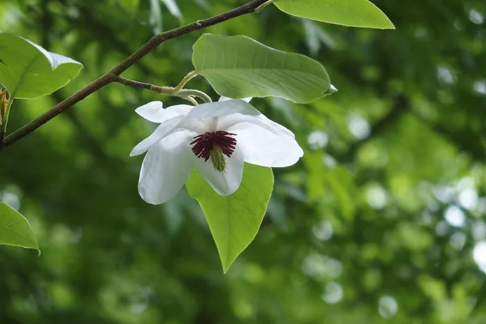玉兰，伞形树，白色，绿色，花，性质