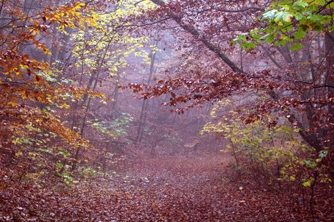 秋，雾，森林，红色，自然，心情，森林路径