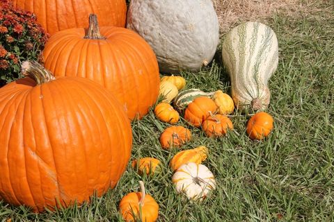 南瓜，金瓜，秋天，万圣节，蔬菜