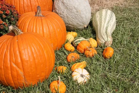 南瓜，金瓜，秋天，万圣节，蔬菜