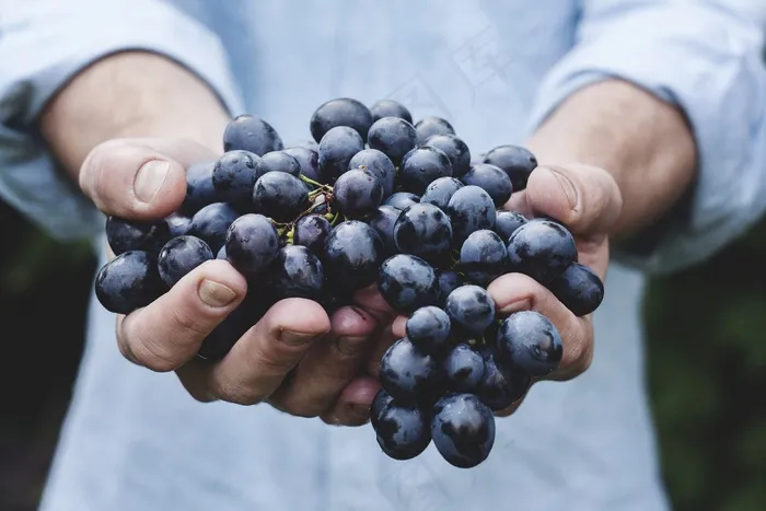 植物,La Cosecha Carmenere,葡萄,La Cosecha Cabernet Sauvignon,蓝莓,男子手持葡萄