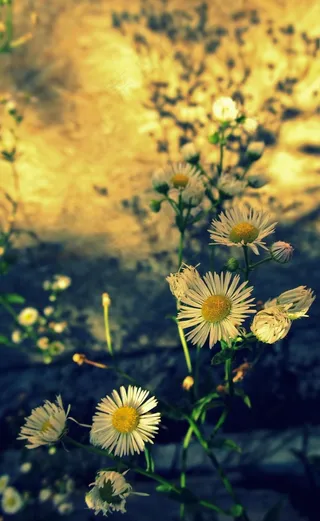 雏菊，鲜花，酿酒，雏菊，春天，自然