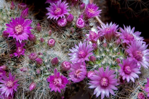 仙人掌，骨刺，植物，刺，荆棘，绿色，指出