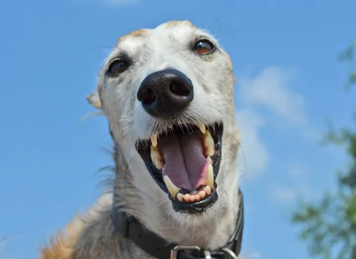 狗，动物，灵缇犬，西班牙灵缇犬，鼻子，牙