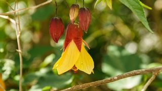 花，花瓣，红色，黄色，挂，开花，自然