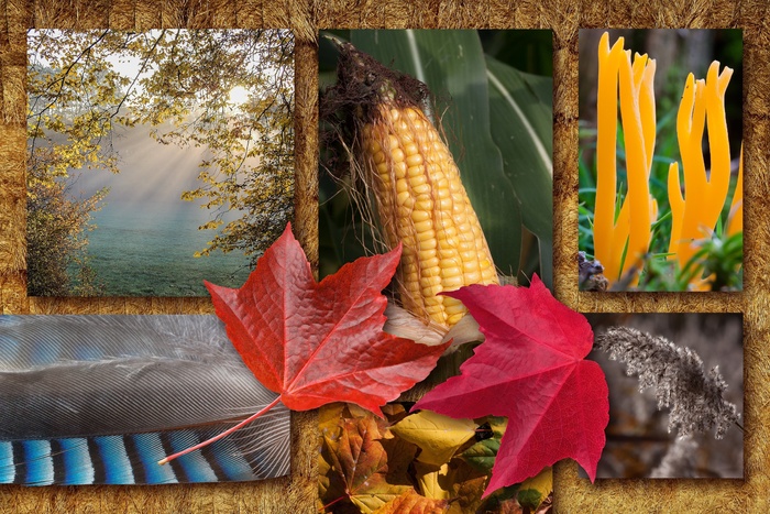 红酒伙伴，秋天，拼贴画，秋天的心情