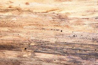 木材，结构，基金，山毛榉木，老，蠕虫