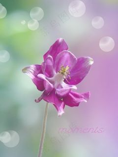 花，开花，盛开，哥伦拜恩，植物，关闭，紫色