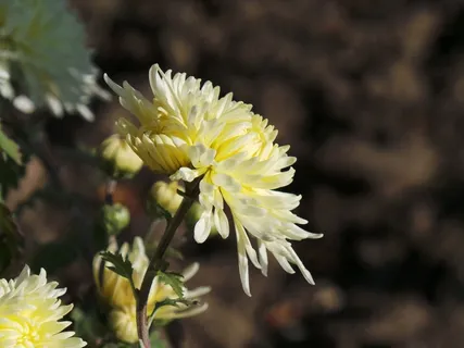 花,美丽的花,黄色,性质,宏 花,美丽的花,黄色,性质,宏