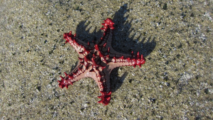 海星，3月，性质，湾，海滩，水，沙，钓鱼